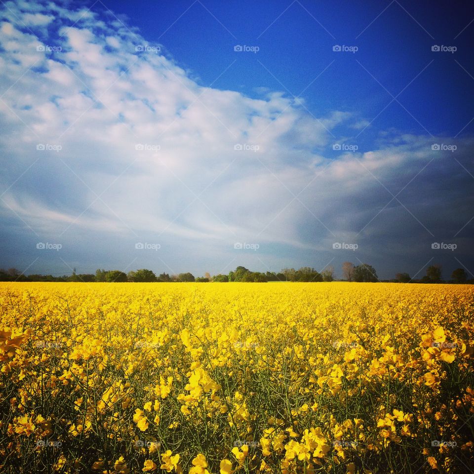 Mustard field. Field of mustard plants