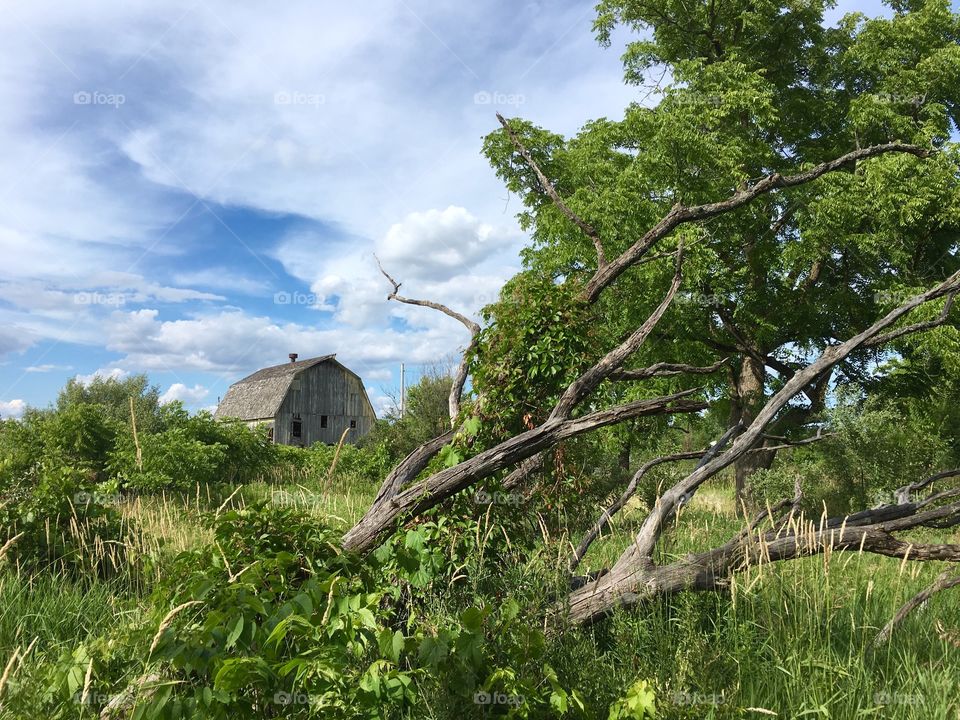 Barn and fallen tree