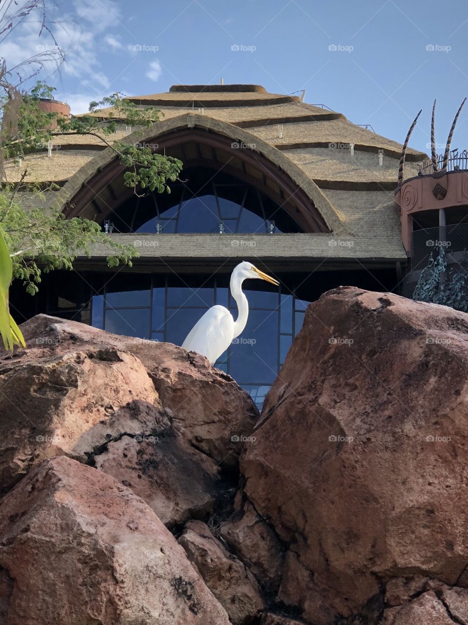 An egret, proudly perched on rocks.