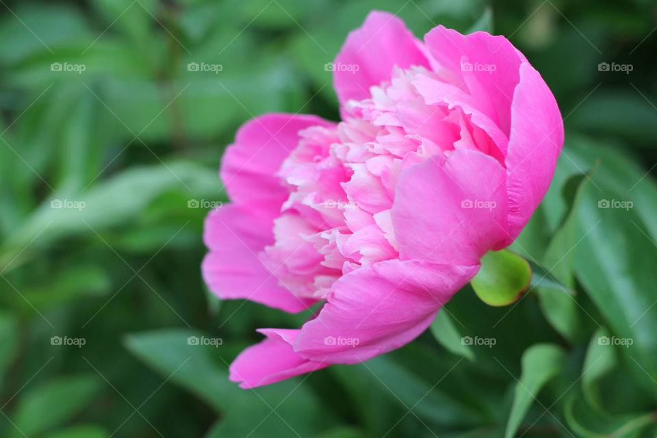 Peony, peonies, roses, pink, red, white, flowers, bouquet, summer, sun, nature. Landscape, still-life, village, flowerbed, plant, vegetation, grass, decor, fluffy, fluffy flowers, bulk flowers, plush flowers, petals, buds, leaves