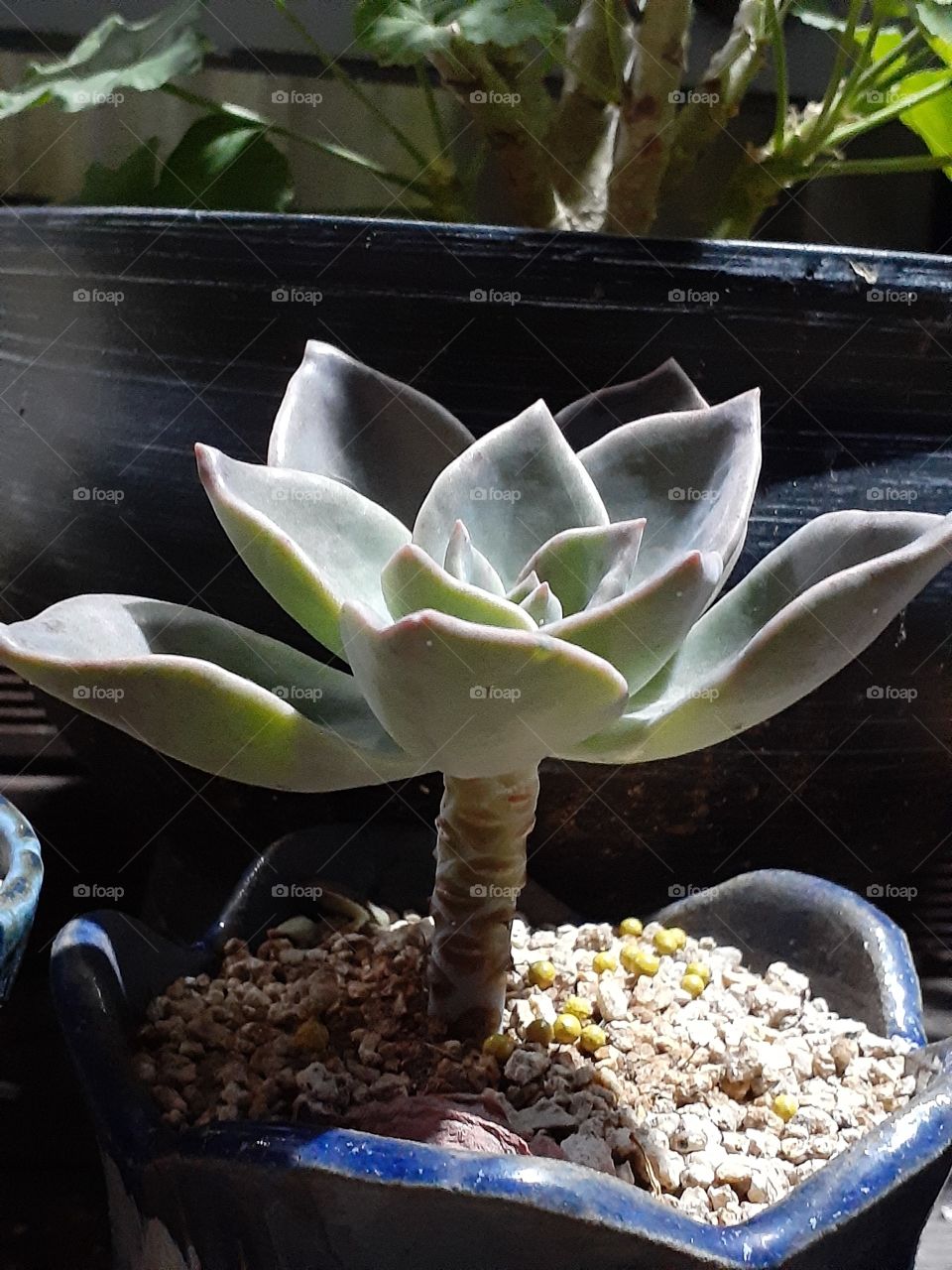 portrait  of a plant