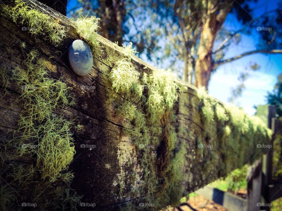 Moss on wooden fence