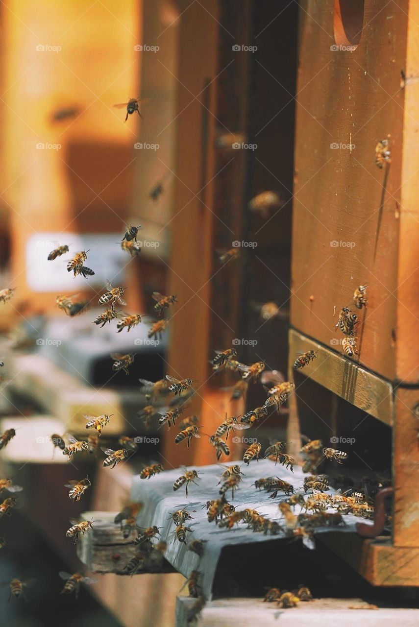Bees at work