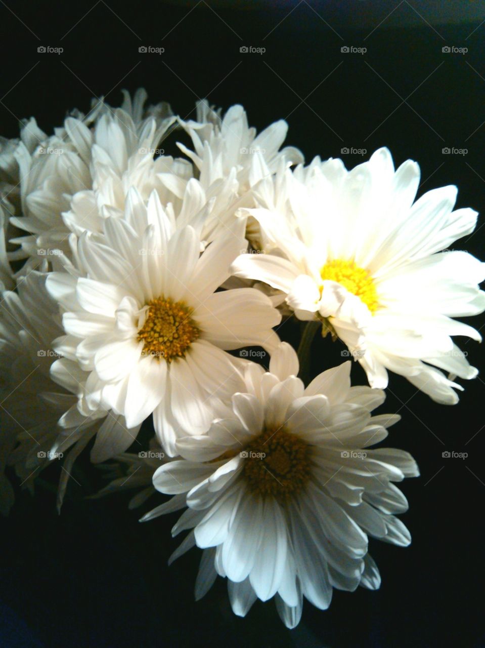 Daisys