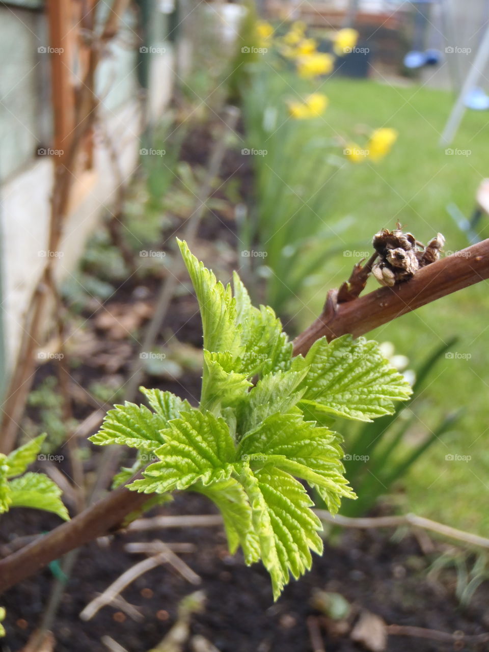 Raspberry leaf is out! 