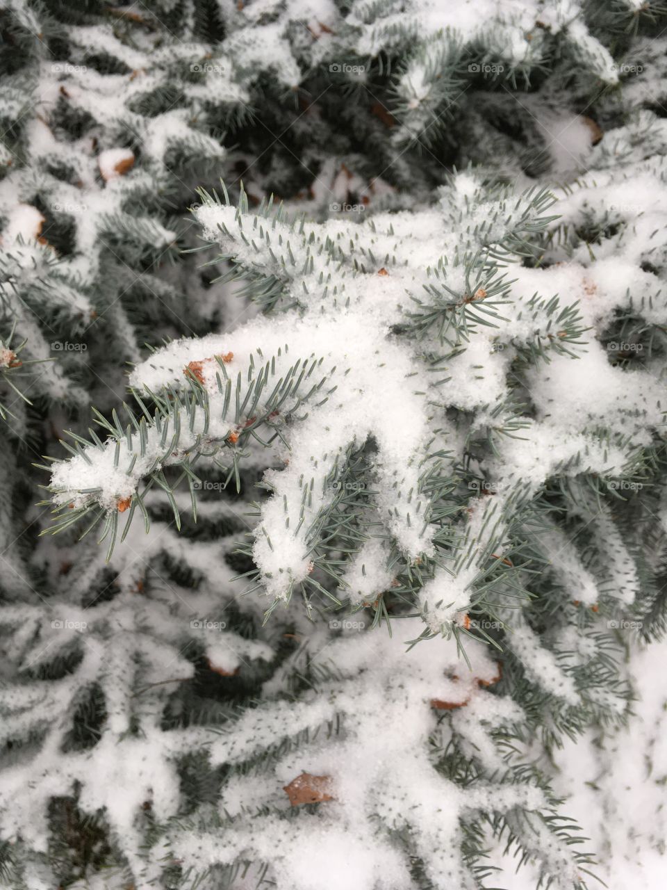 First snowfall on pine