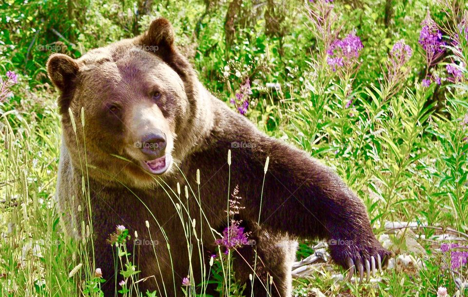 Grizzly bear poses among wild flowers at sanctuary 