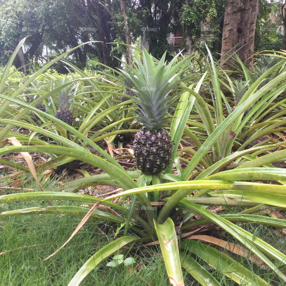 Pineapple. Original photo. No filter 