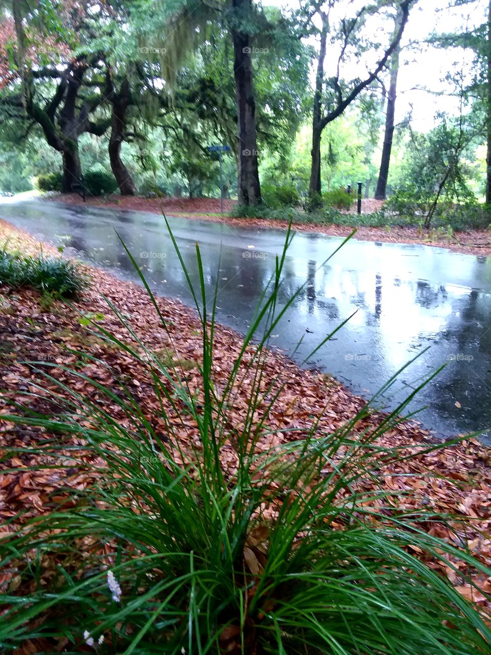 reflection of trees in the rain soaked road