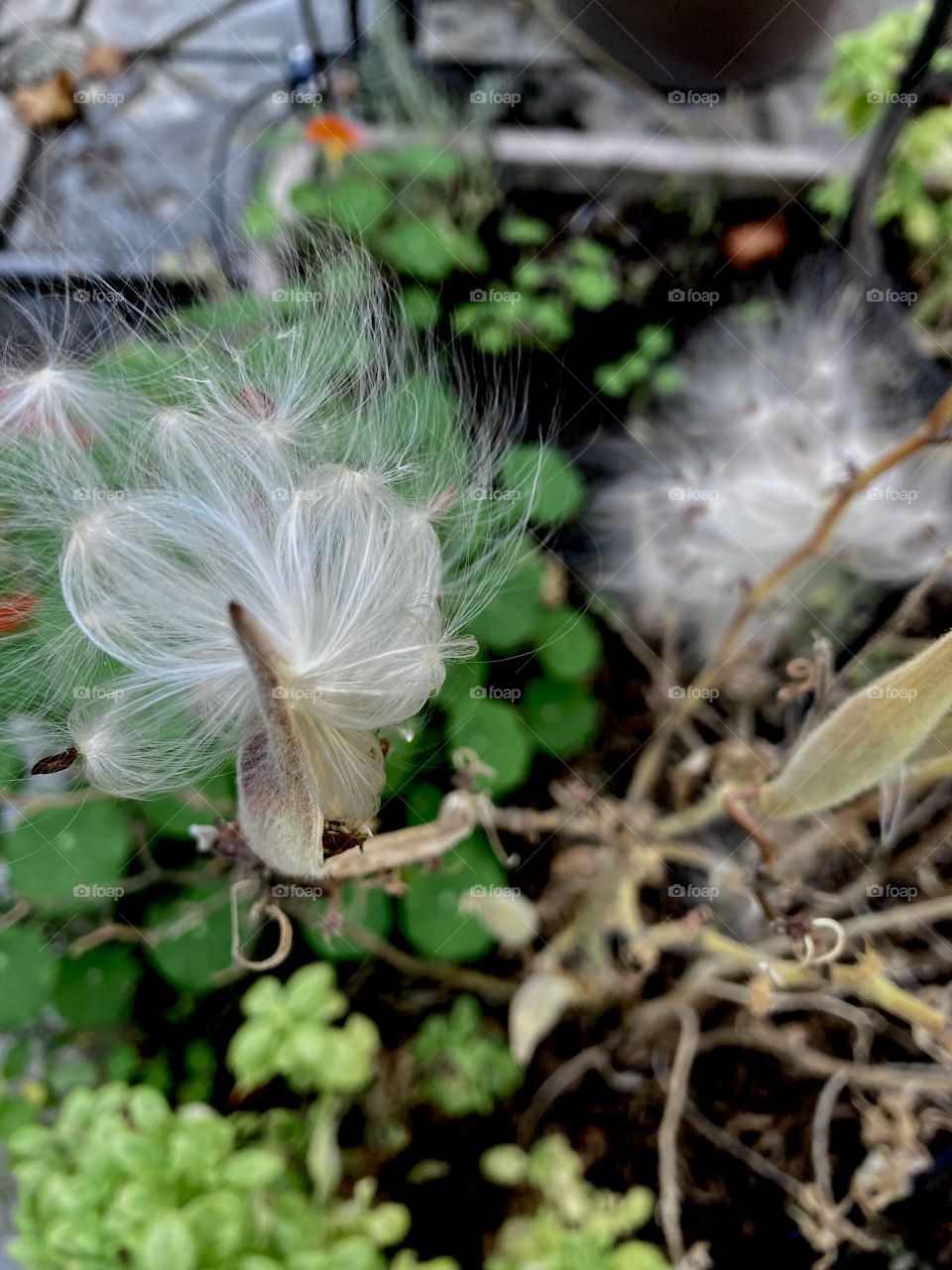 Butterfly weed seed pods