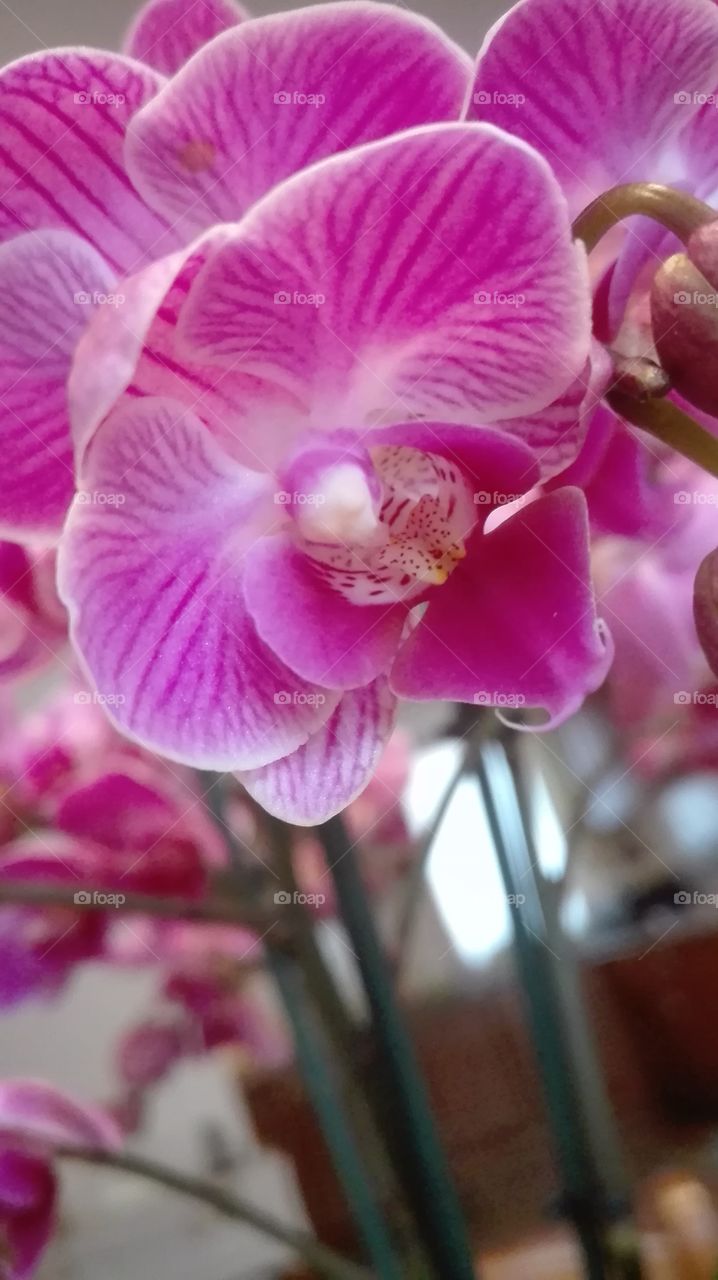 orchidee