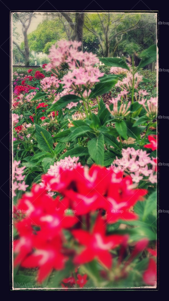 flowers. spring