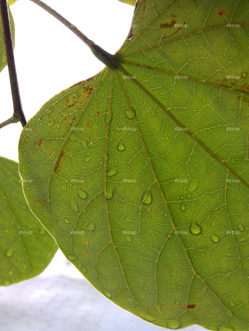 Wet leaf