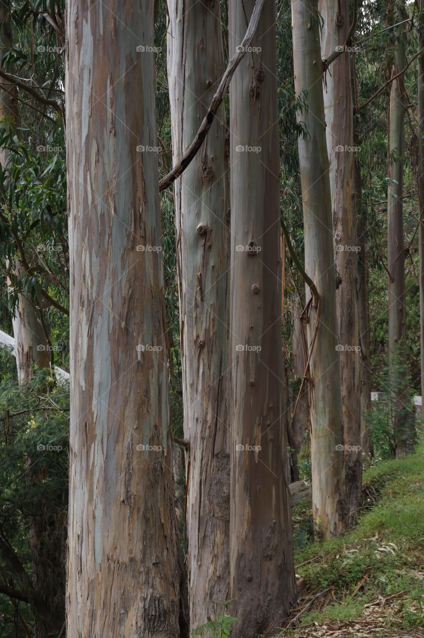 Troncs d'eucalyptus dans une forêt de Madère