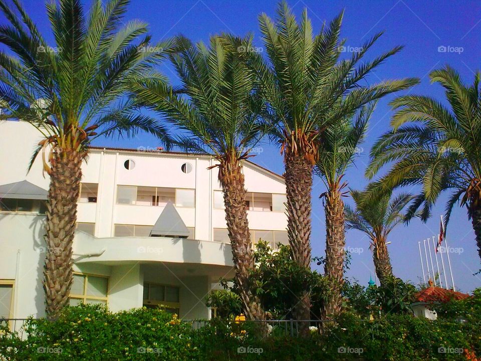 Palms and a building