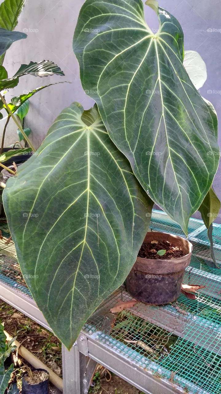 plant