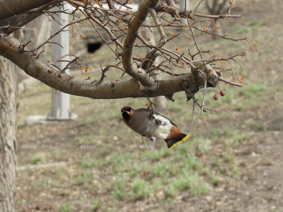 свиристель