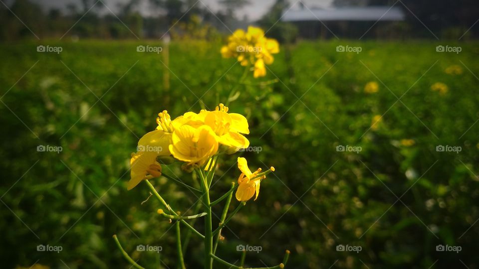 flower of Brassica campestris