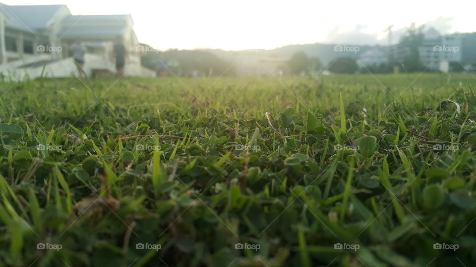 Lawn | Landscape