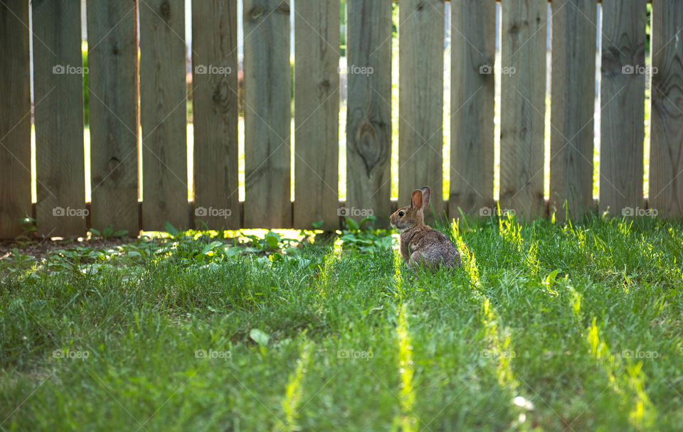 Sunlight coming through privacy fence posts as lines in the grass with a bunny sitting between them