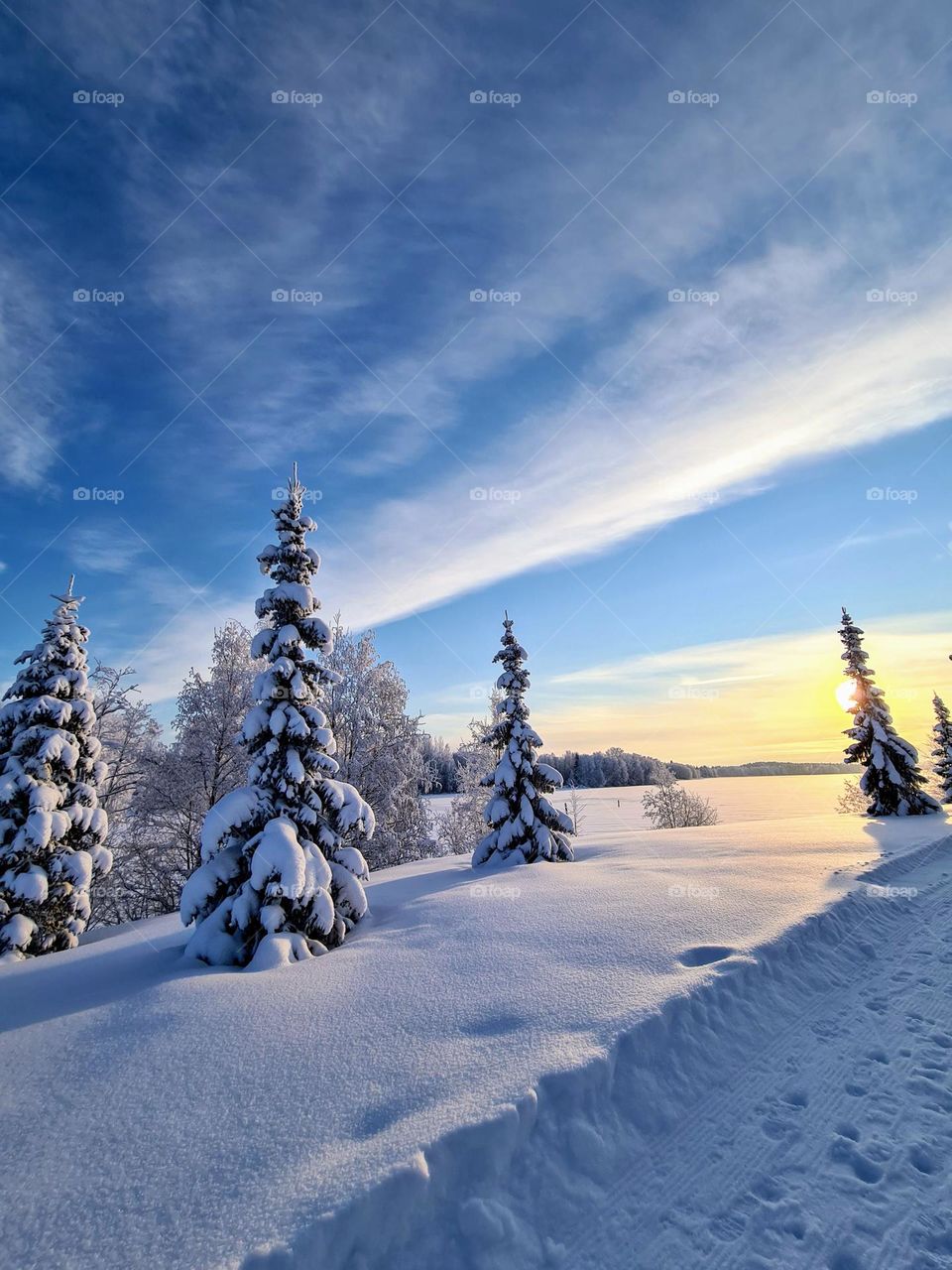 Winter wonderland, amazing snowy landscape with low sun, clouds on the bright blue sky and spruces with plenty of snow on their branches