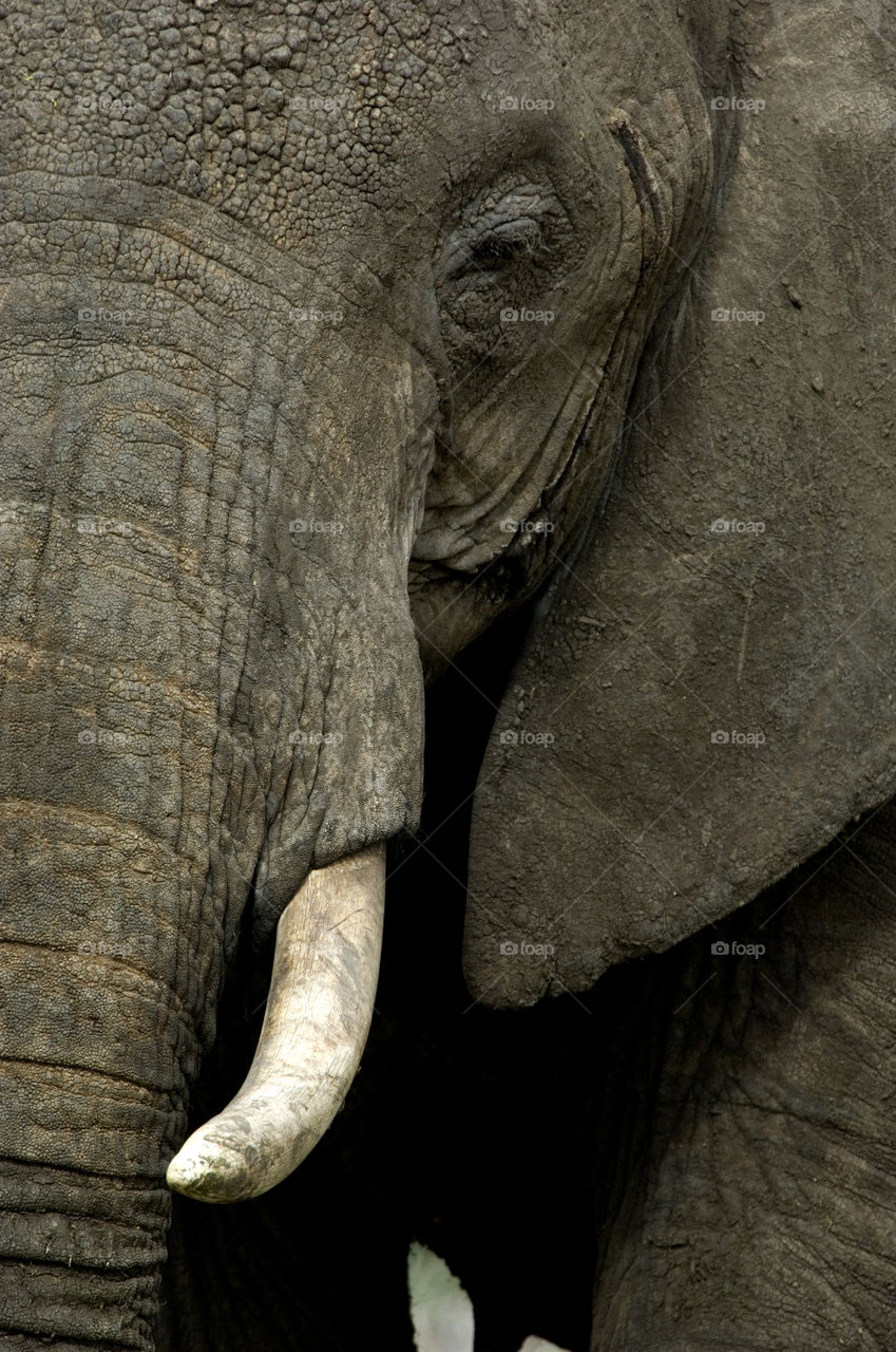 Elaphant in serengeti National Park in Tanzania.
