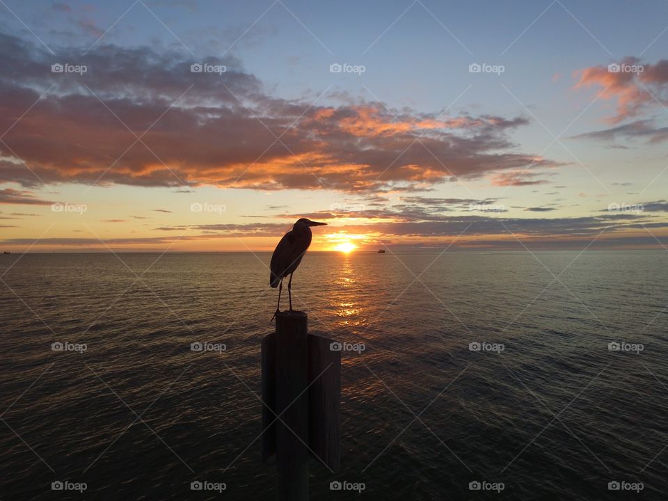 Heron chilling on post enjoying sundown 