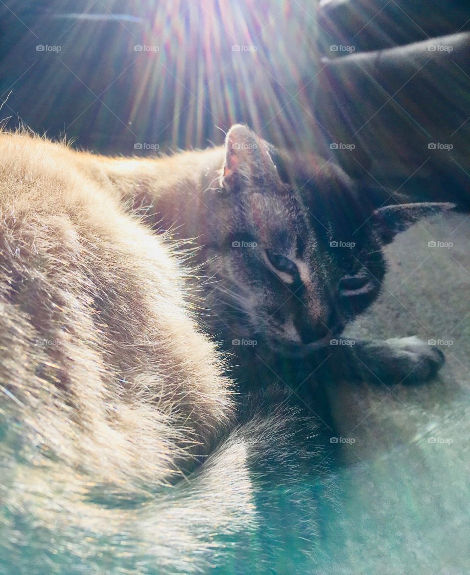 Kitty and sun