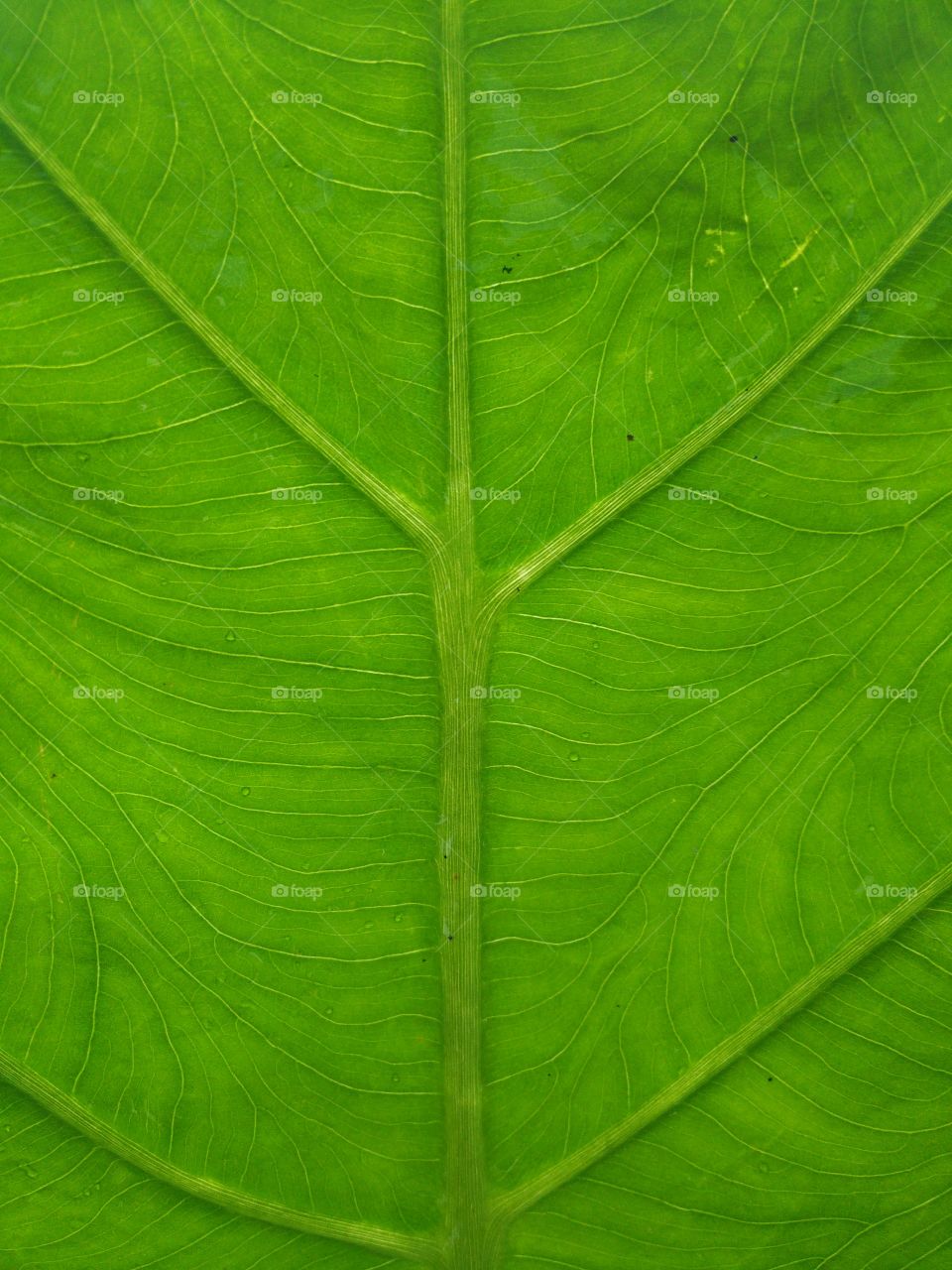 leaf