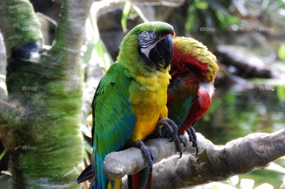 Parrot at moody Gardens 