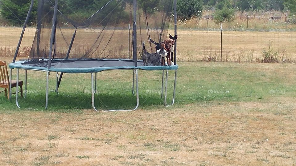trampoline dogs
