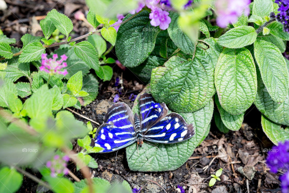 Blue butterfly resting on leaf