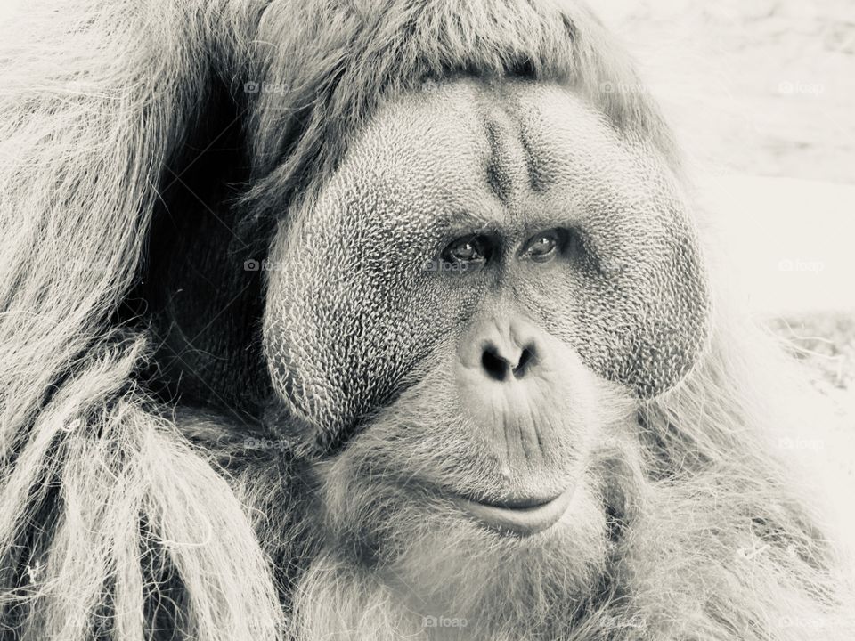 Male orangutan 