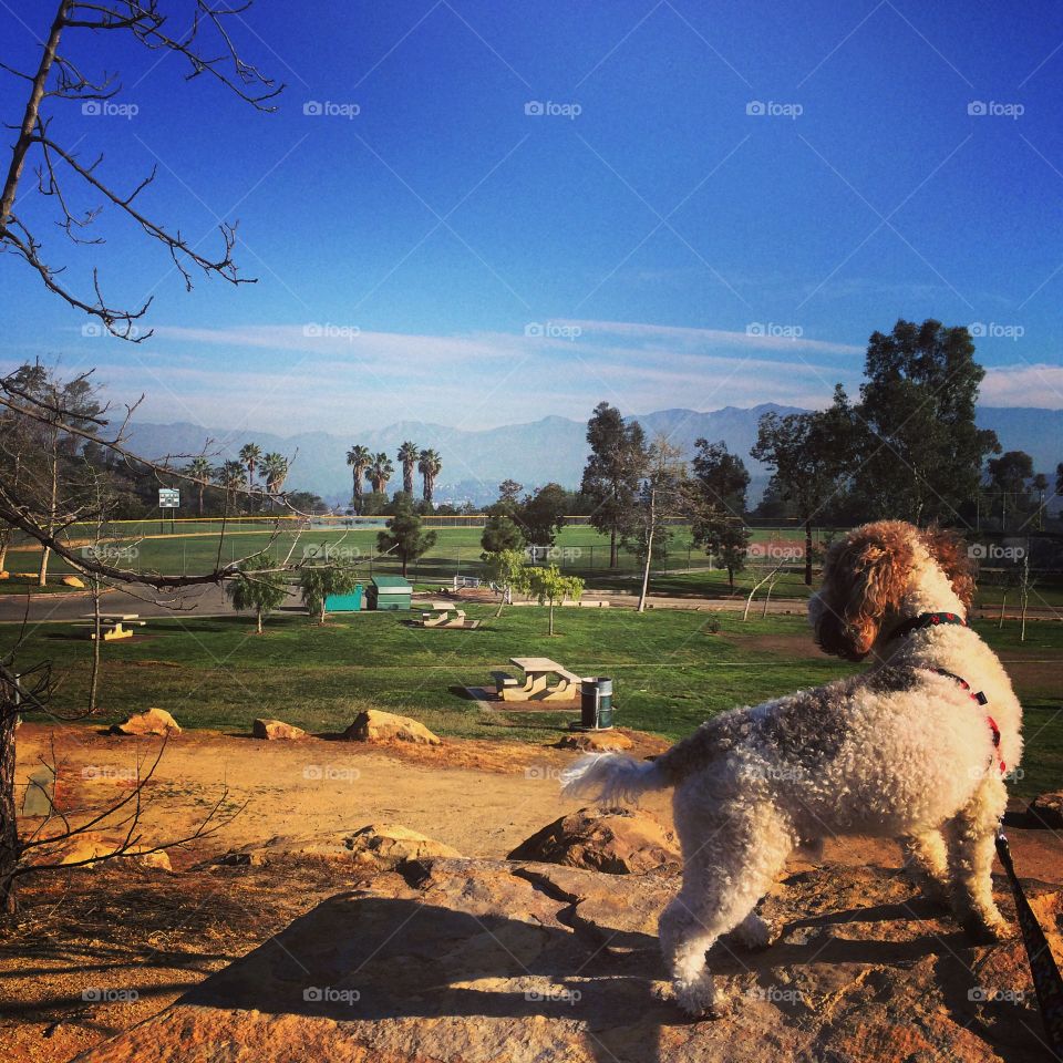 Hunting dog. Los Angeles 