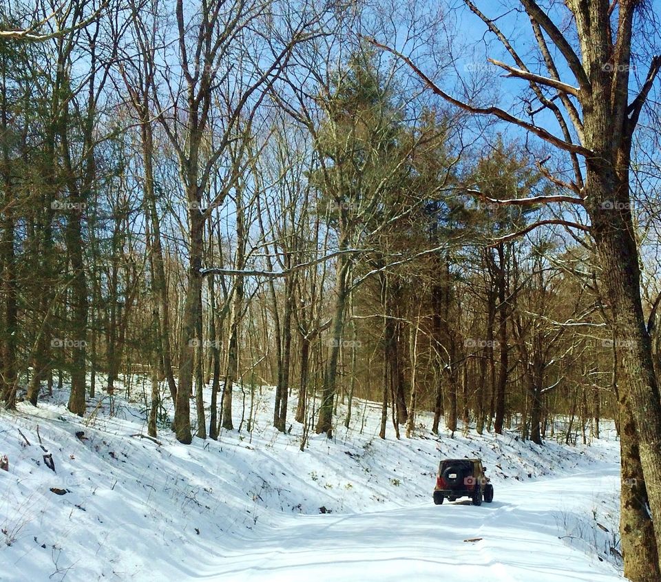 Jeep  in Forest