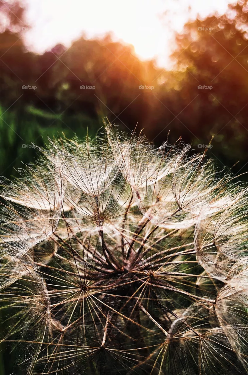 Make a Wish