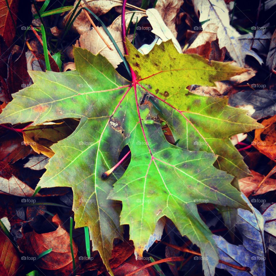 green leaf. awesome green leaf in my back yard