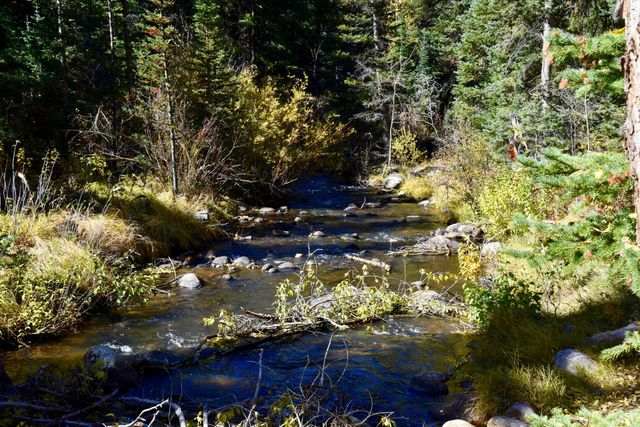 Springtime Stream