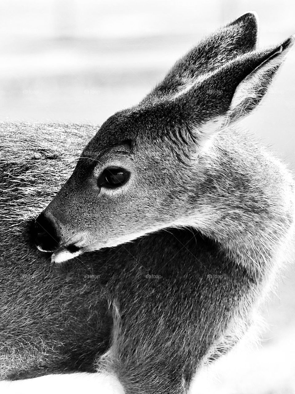 Black and white of young doe grooming themselves in soft summer light, Point Defiance Park, Washington State 