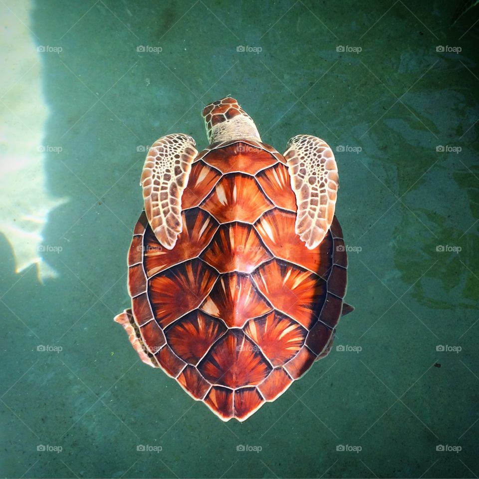 Natural Beauty. 

A turtle resting in the water. 
