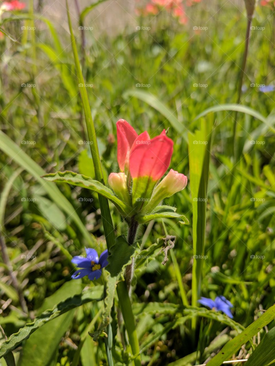 newbie Indian paintbrush