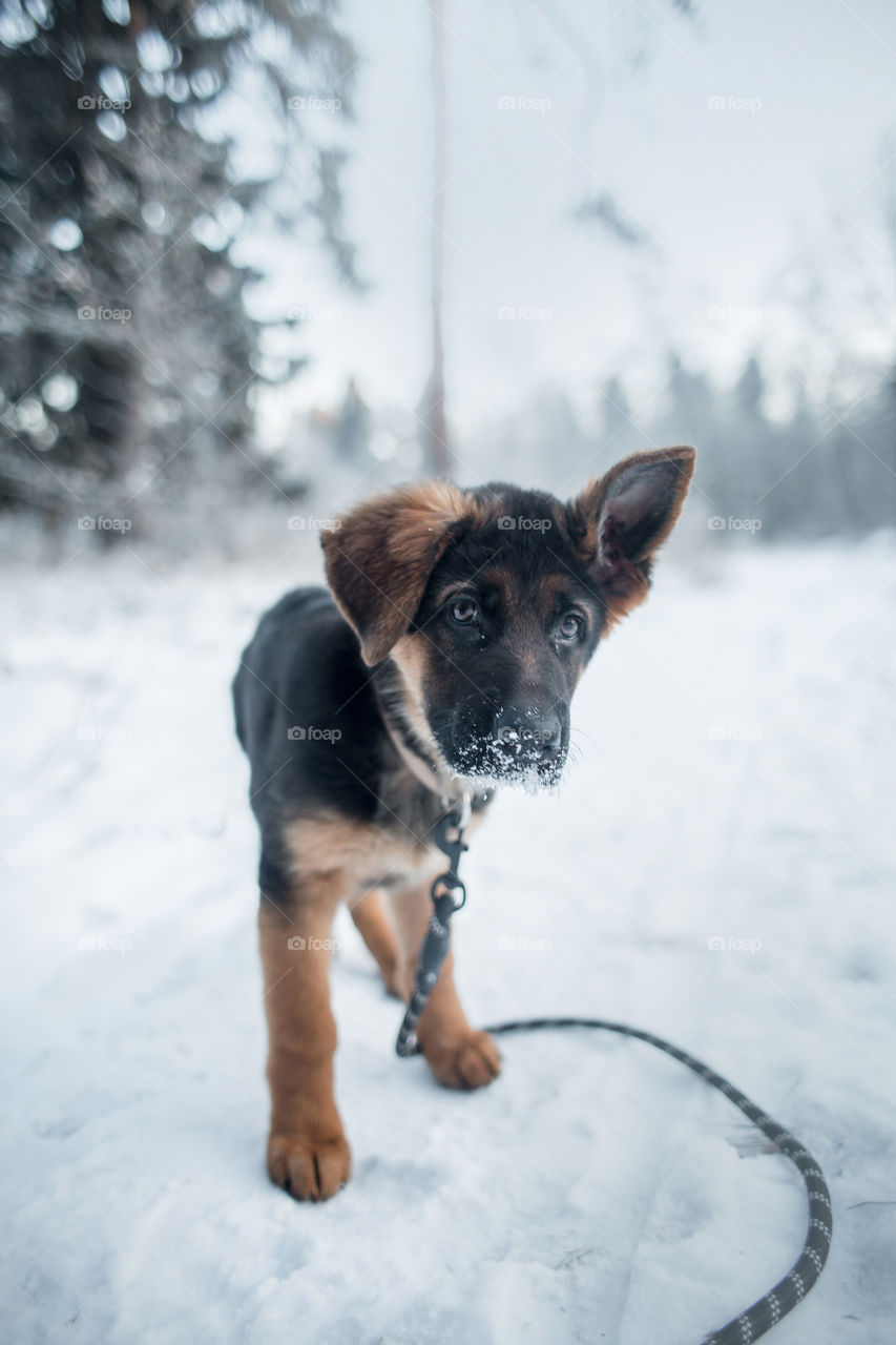 German shepherd puppy in a winter park 