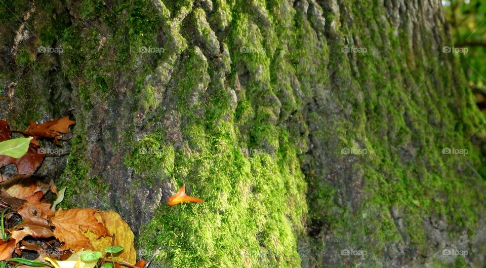 Moss on a tree.