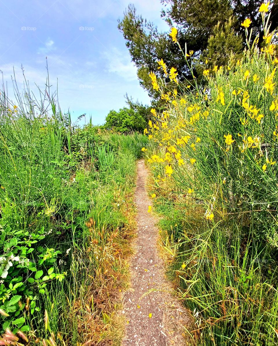 The photo depicts a narrow path winding through a lush, green landscape. On the right side, there are vibrant yellow flowers blooming, while both sides of the path are lined with tall grass and various greenery.