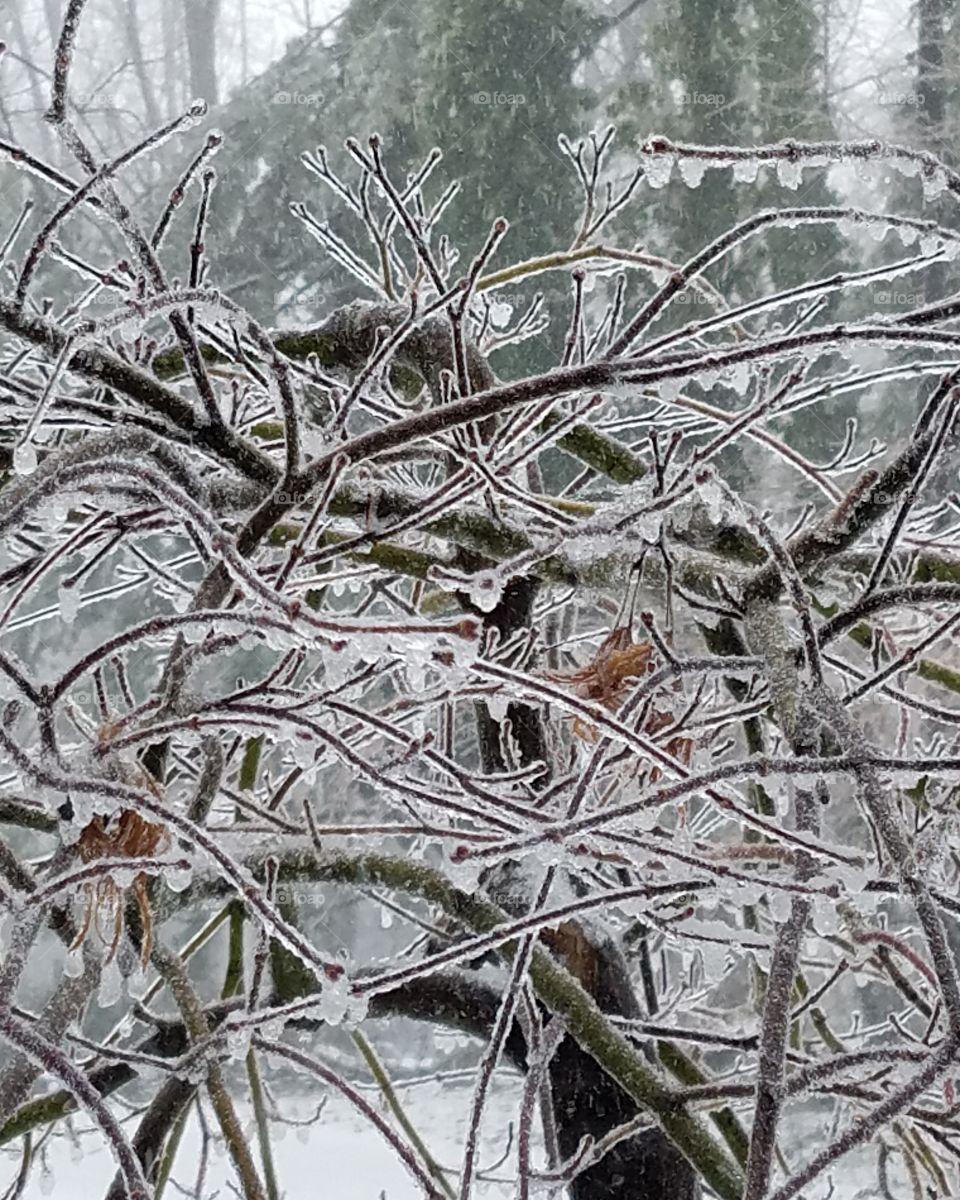 ice in the branches during snow storm
