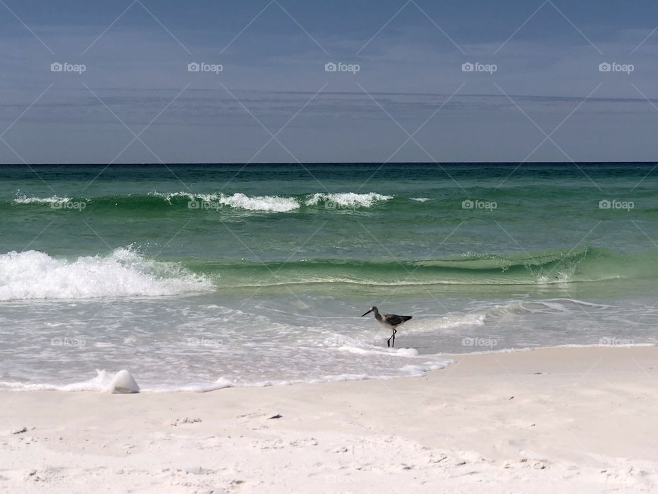 Shorebird wading in the shallow waves on sunny beach 