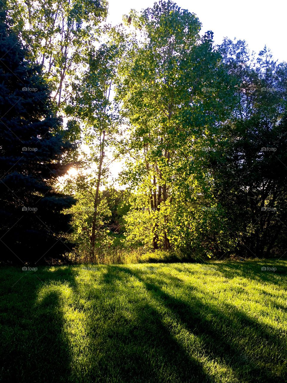 Sun shining thru the trees