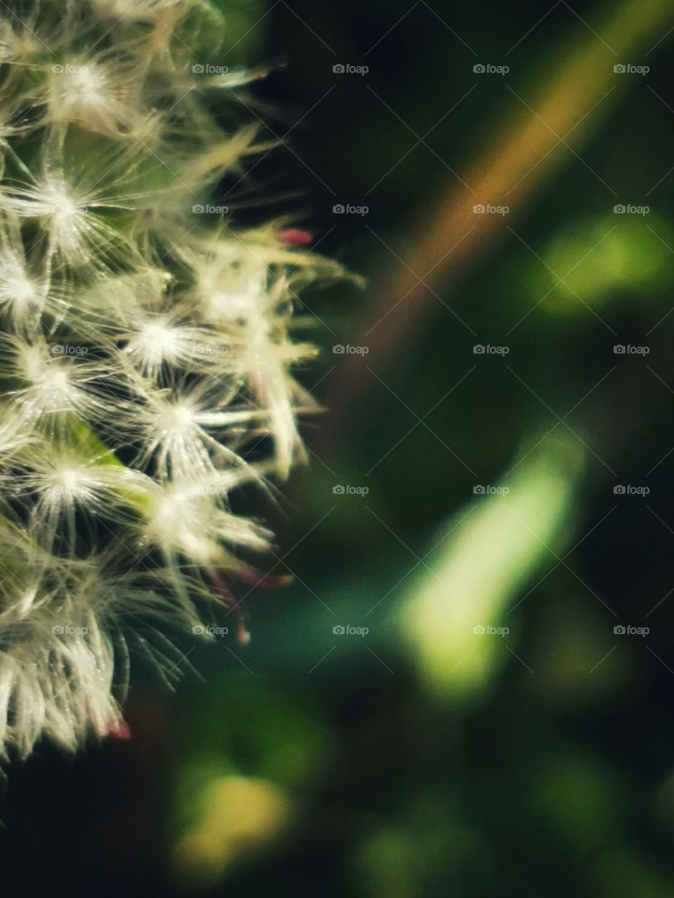 Forest day outdoor nature greens wild forest greens sky clouds moody