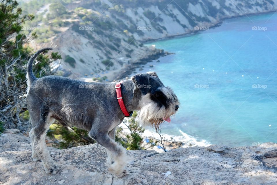 Happy schnauzer running by the coastline 