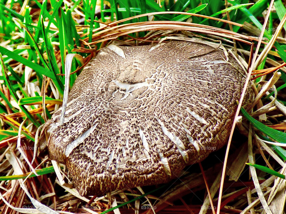 Little spring mushroom 